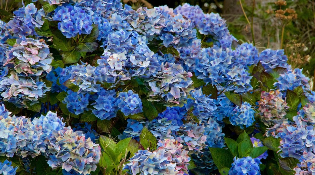 Cornwall fasiliteter samt blomster