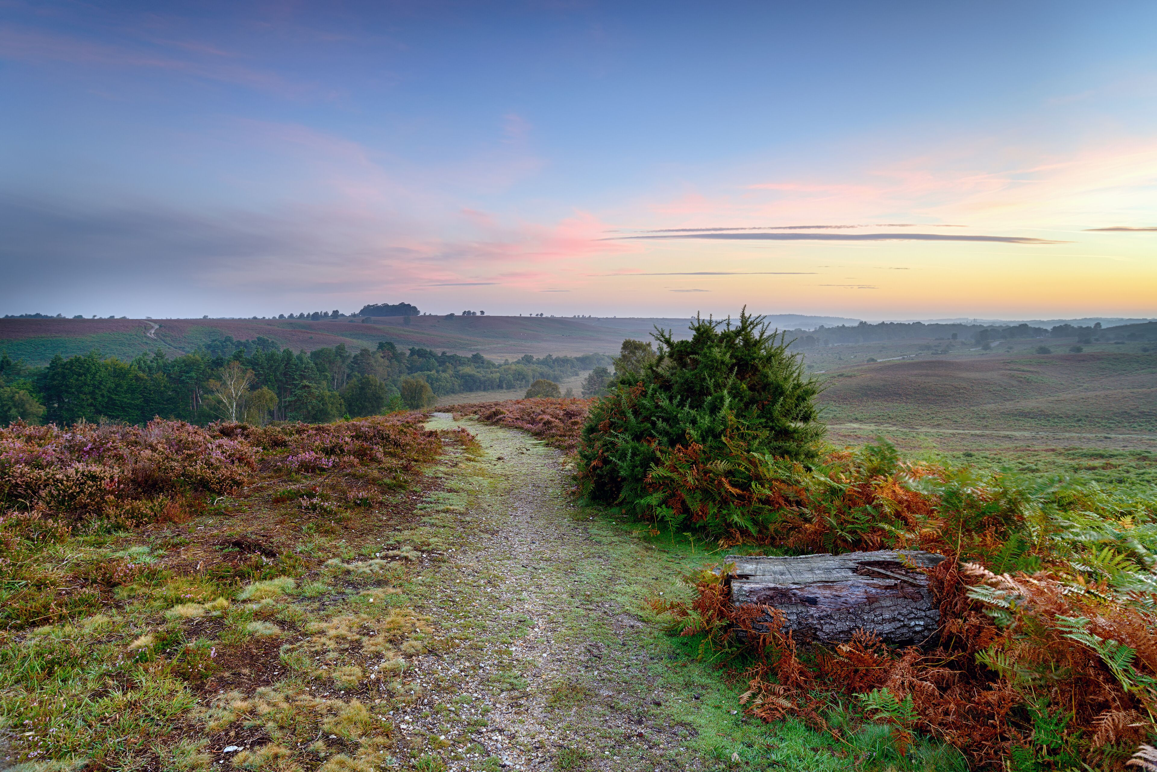 A path leading through Rockford Common on a misty dawn morning in the New Forest national park in Hampshire; Shutterstock ID 506904262