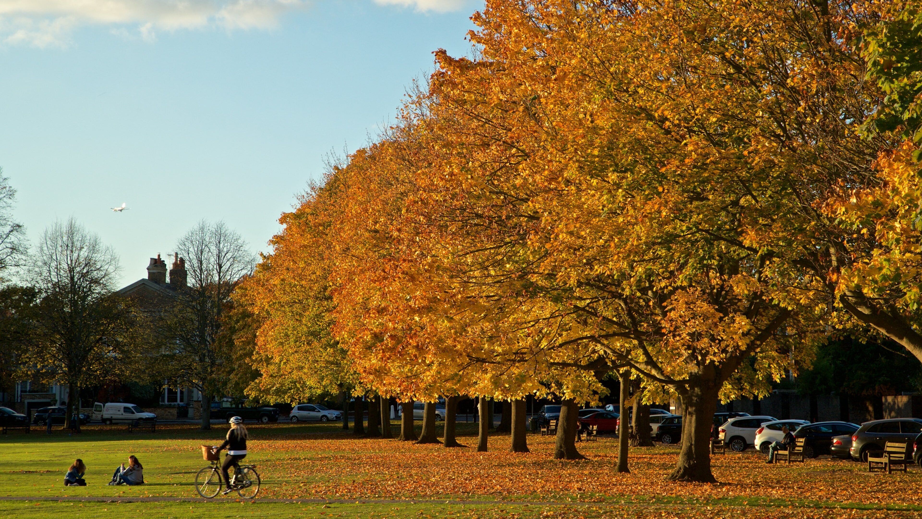 Richmond Green showing autumn leaves and a park