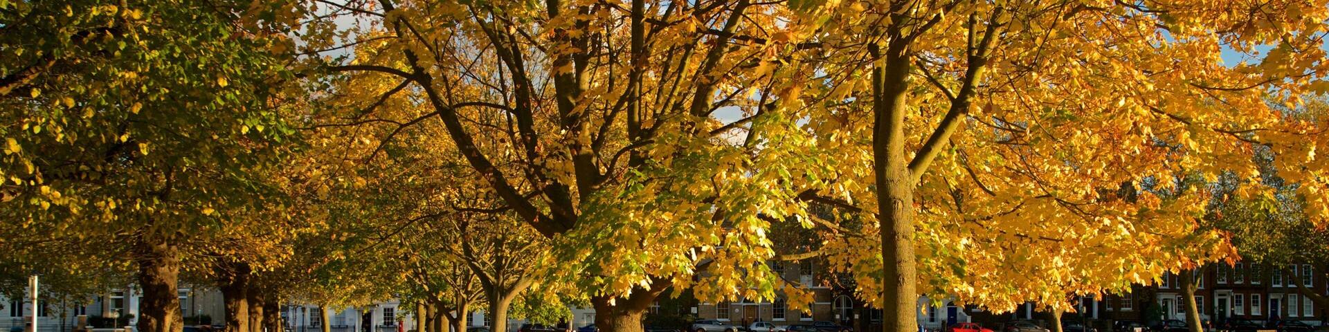 A park with autumn trees and fallen leaves.