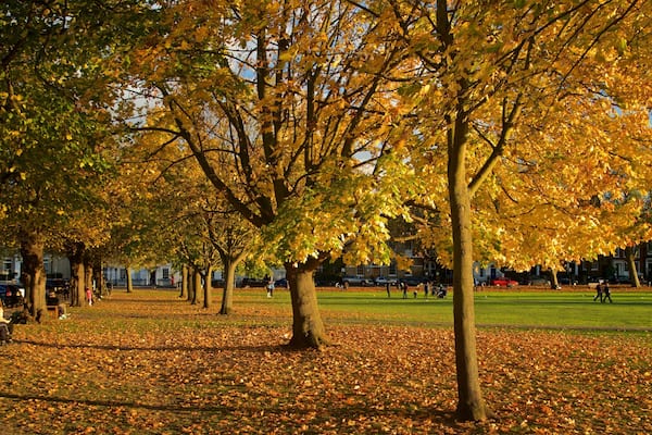 Richmond Green showing autumn leaves and a garden