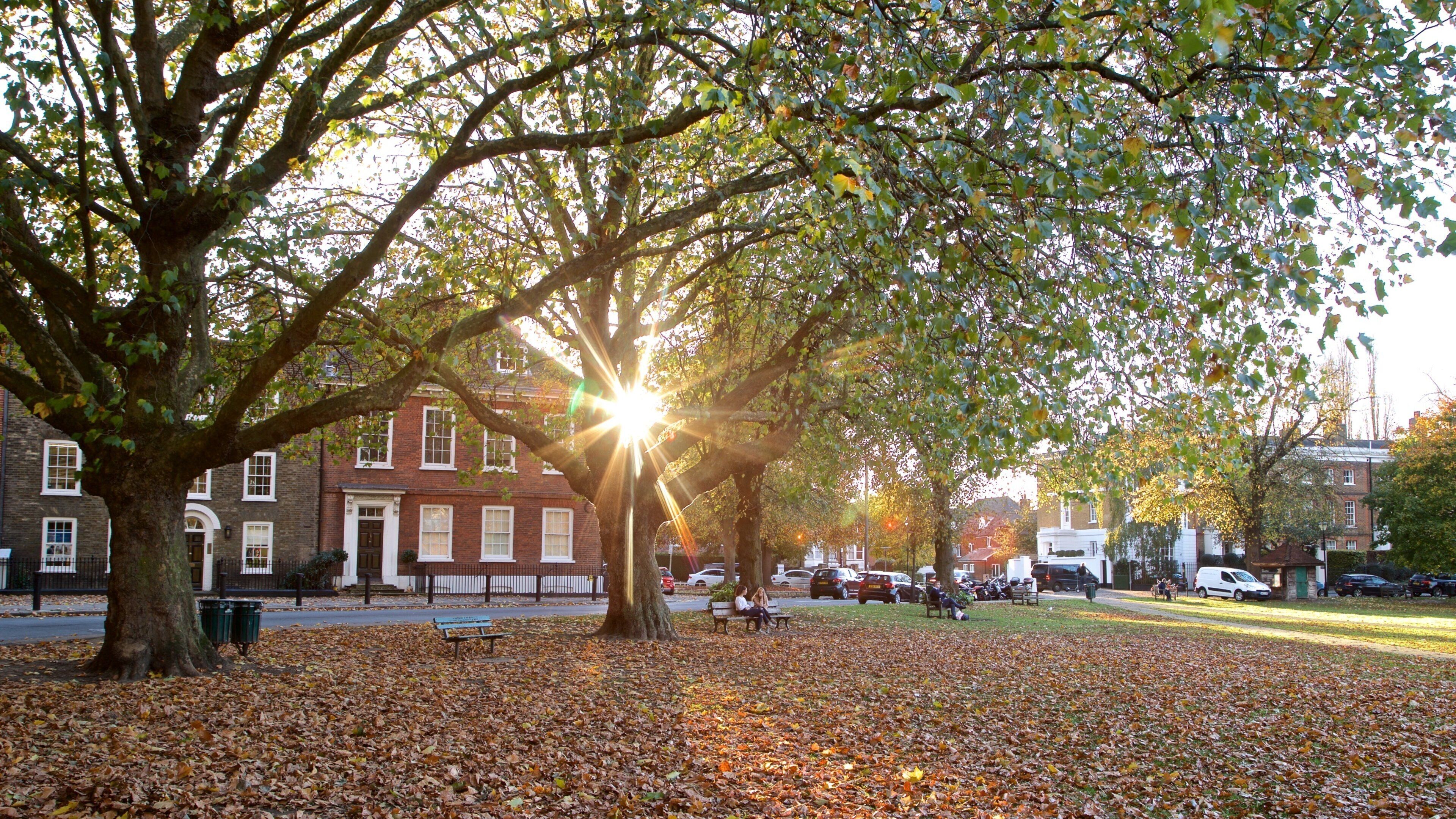 Richmond Green showing a park, a sunset and fall colors