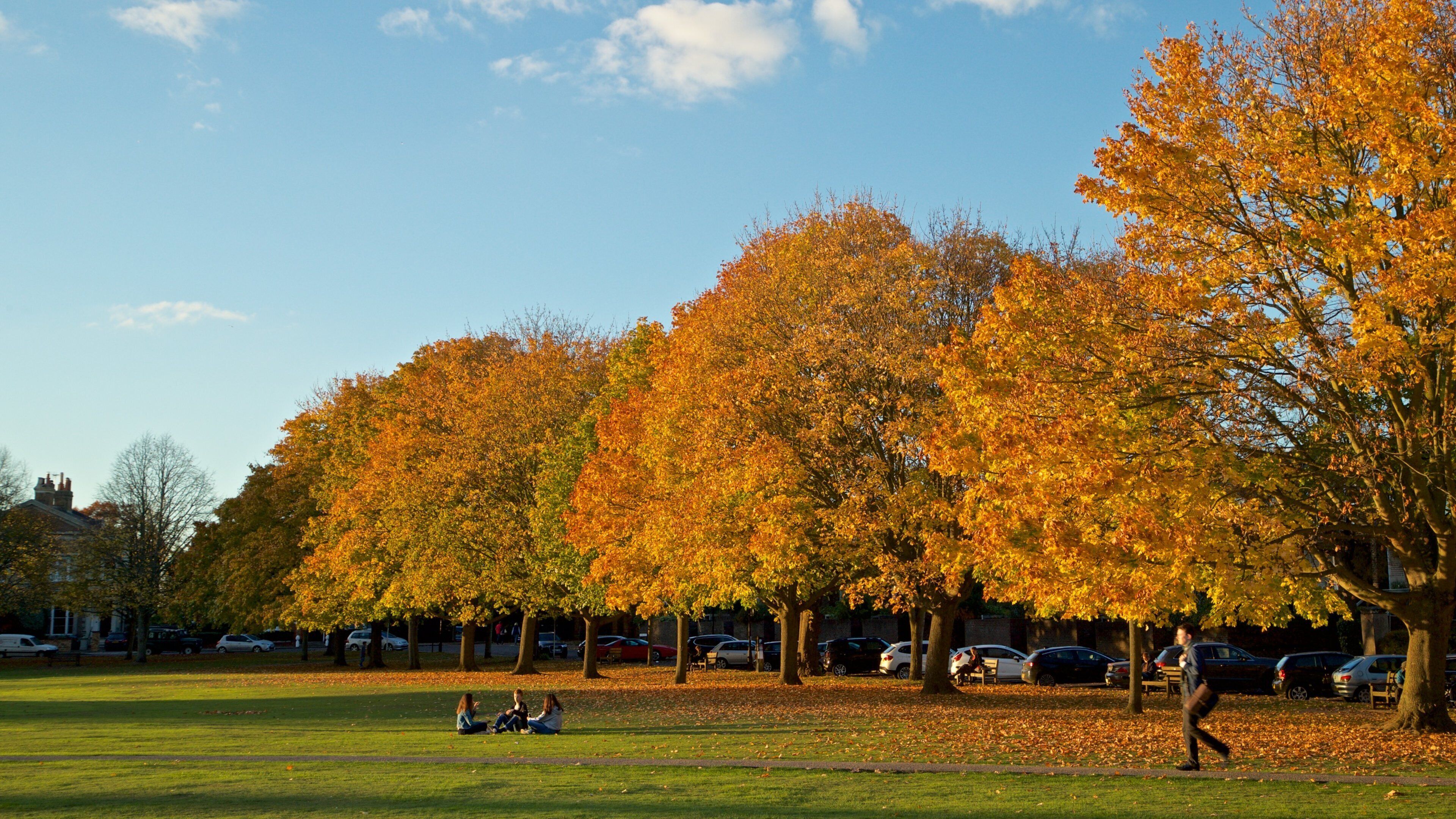 Parque Richmond Green mostrando un parque y colores de otoño y también un grupo pequeño de personas