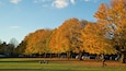 A park with autumn trees, grass, and parked cars.