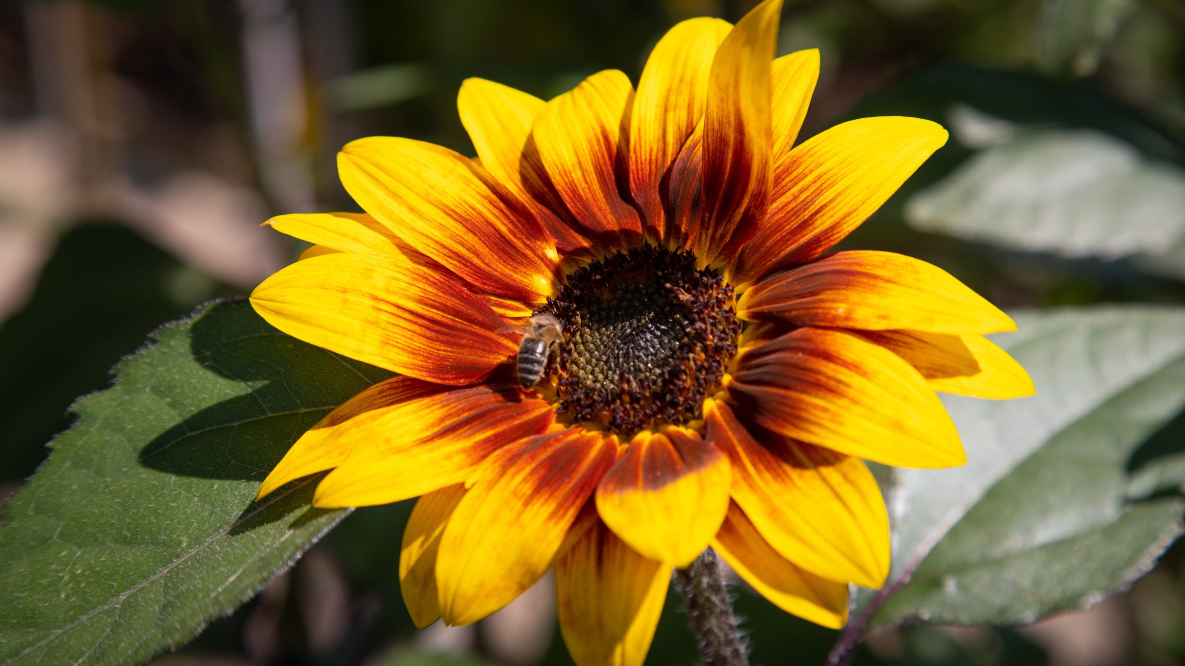 Harlow Carr Botanical Gardens