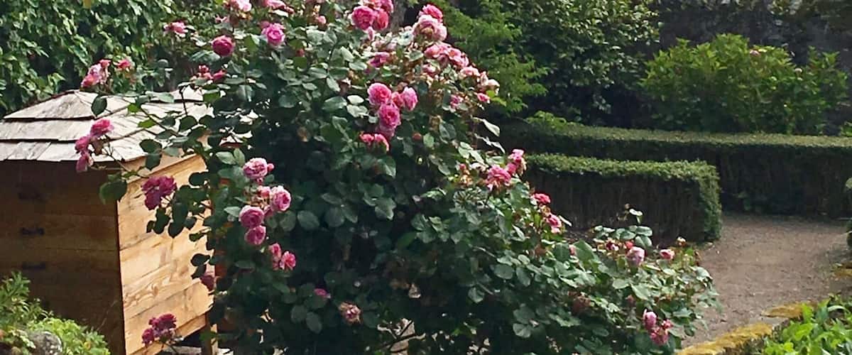Another view from the walled garden area