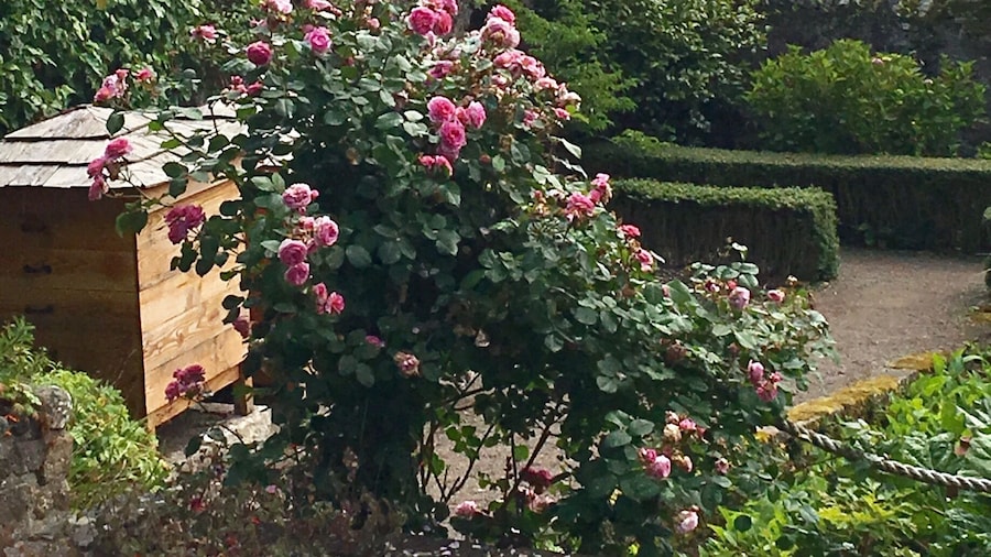 Another view from the walled garden area