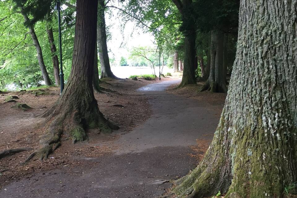 Sentiero nella foresta, circondato da alberi alti con tronchi ricoperti di muschio.