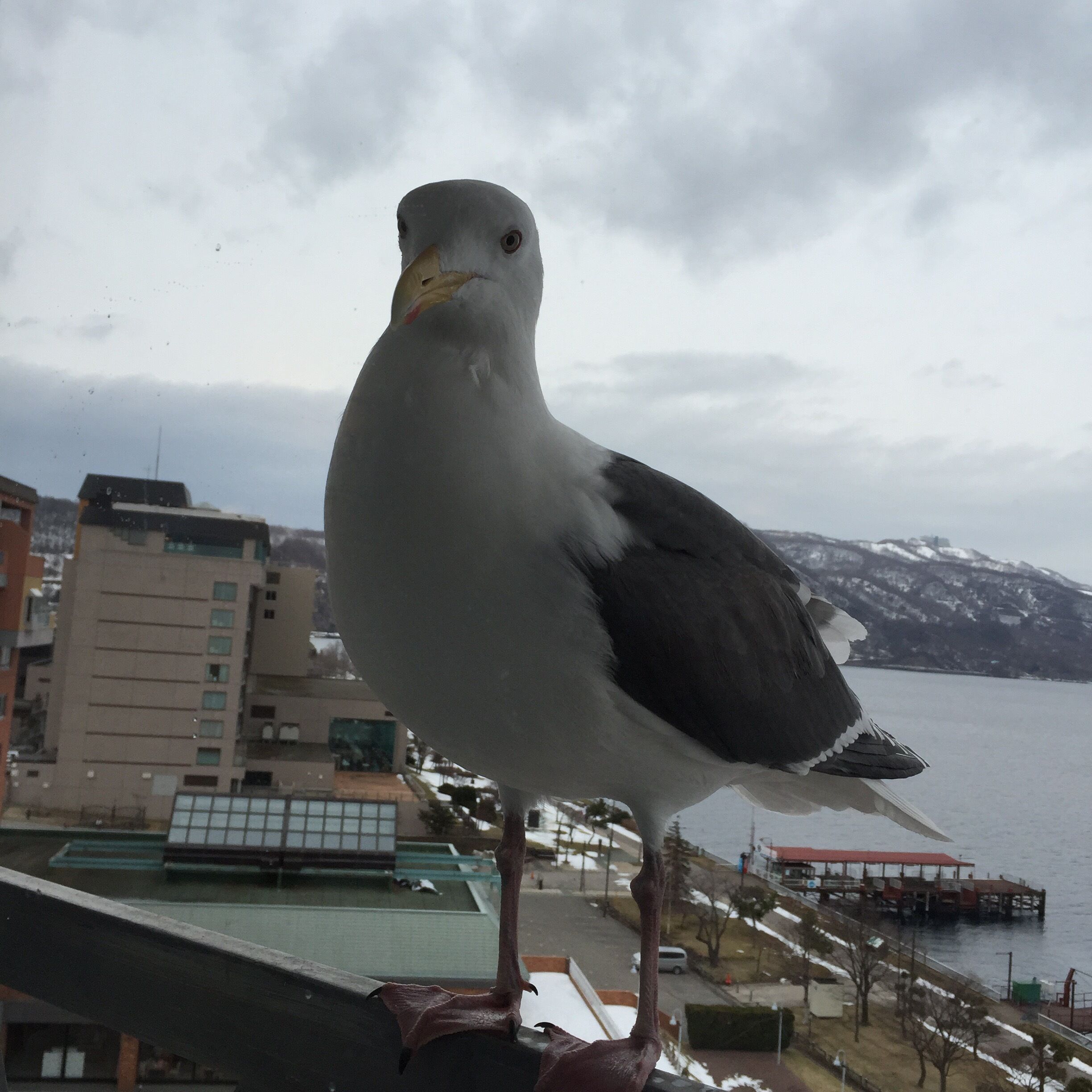 A Visitor at my hotel room window..A hungry Seagull☺️