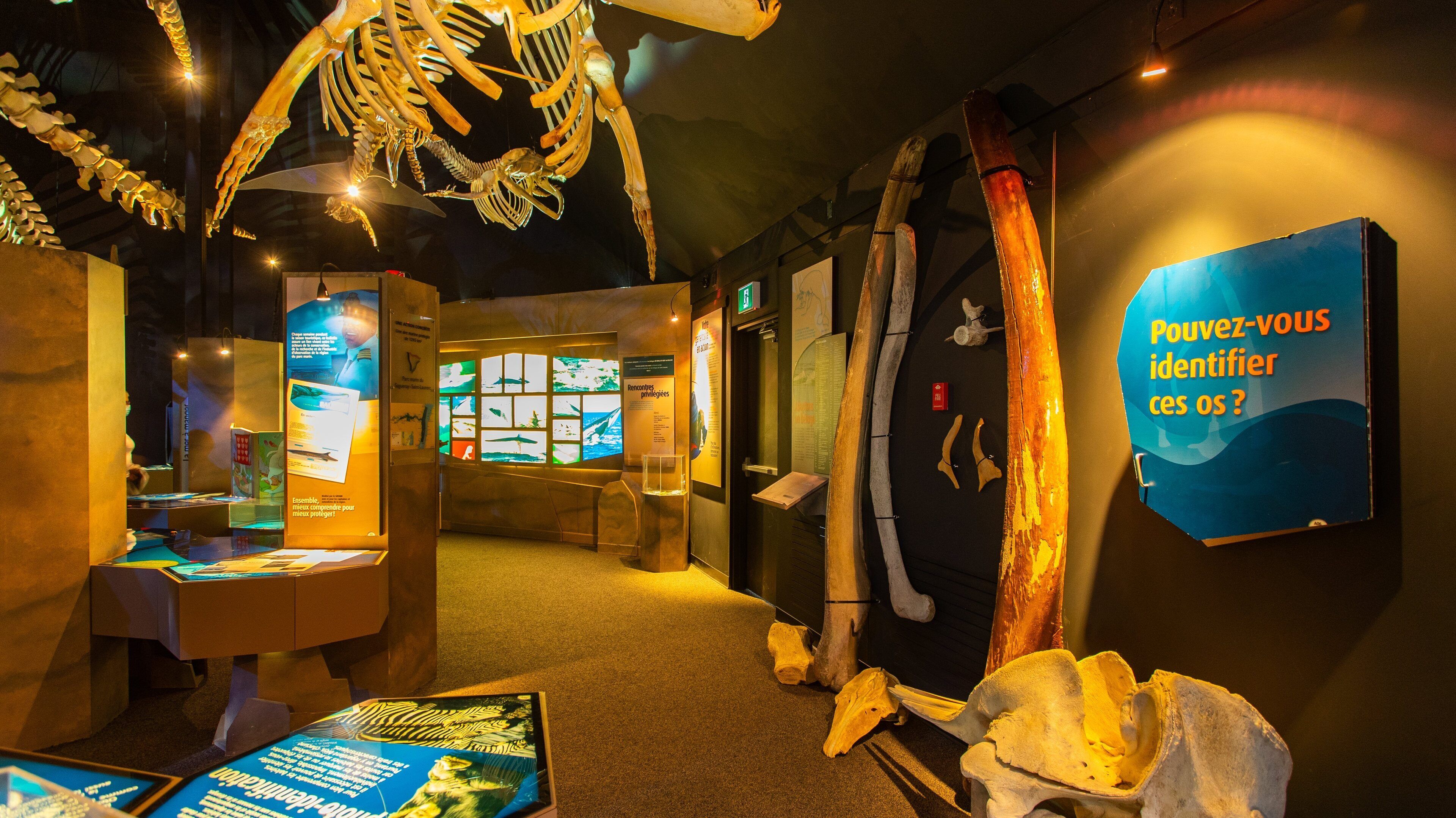 Centre d\'Interprétation des Mammiféres Marins featuring interior views