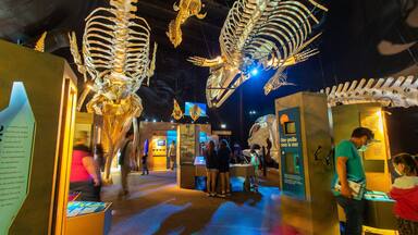 Centre d\'Interprétation des Mammiféres Marins featuring interior views