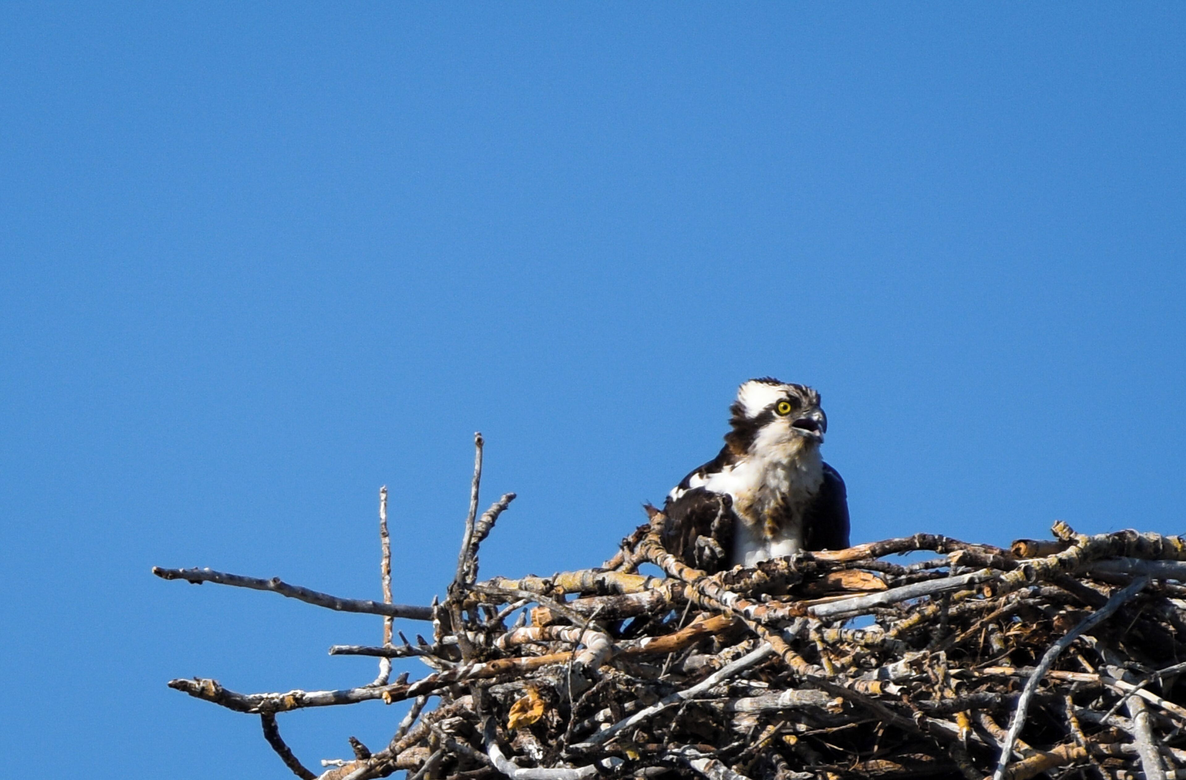 A gorgeous osprey calling out on a morning in Waterton