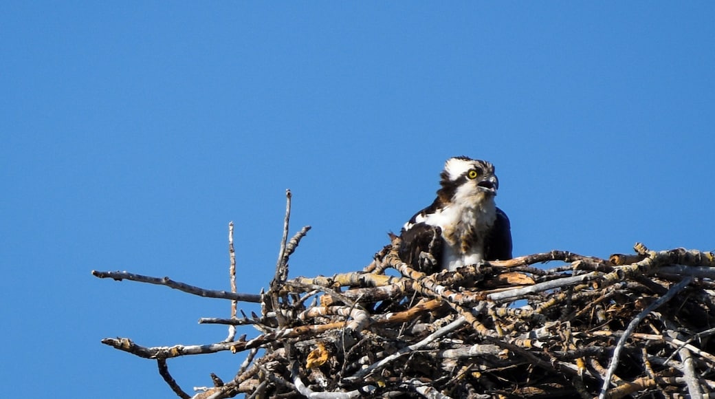 A gorgeous osprey calling out on a morning in Waterton