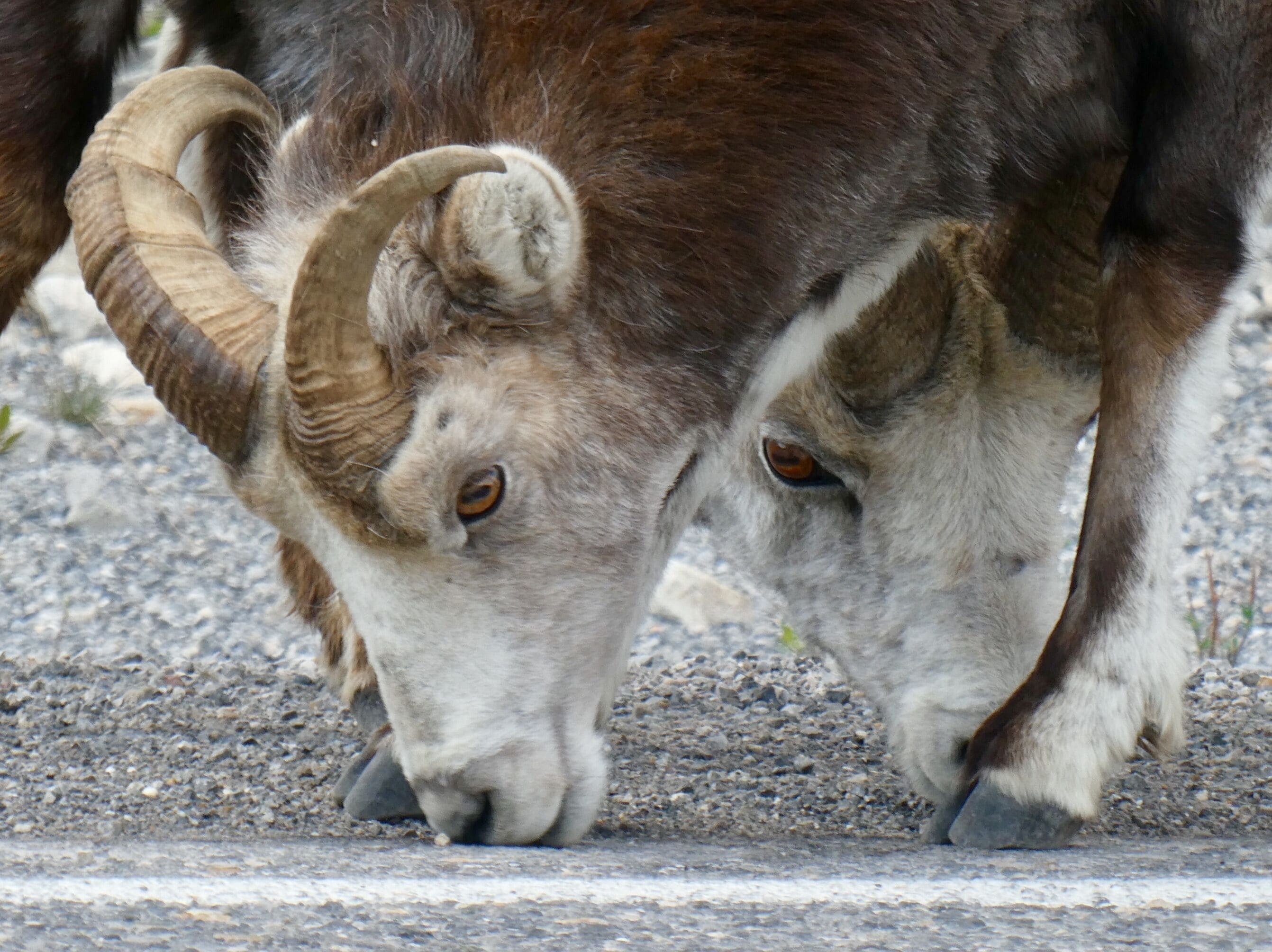 These beautiful stone sheep love to munch on the minerals along the side of the road. They are just so interesting to watch. 