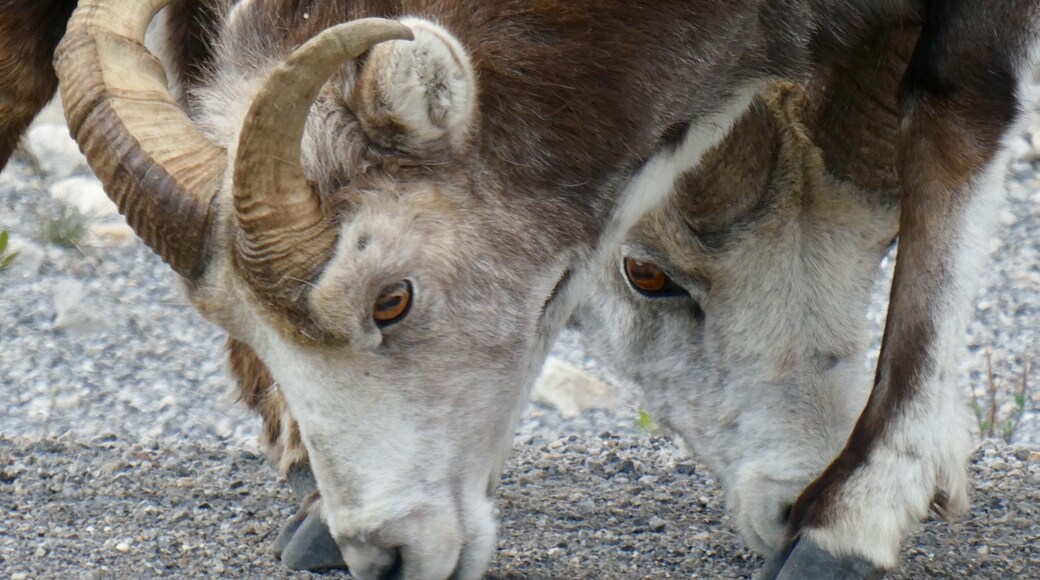 These beautiful stone sheep love to munch on the minerals along the side of the road. They are just so interesting to watch.