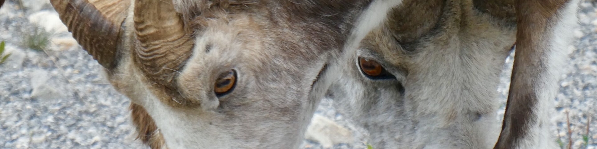 Um carneiro-dá-bighorn pastando em uma superfície rochosa.