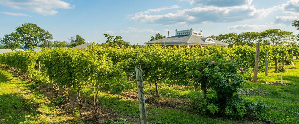 Waupoos Winery featuring farmland