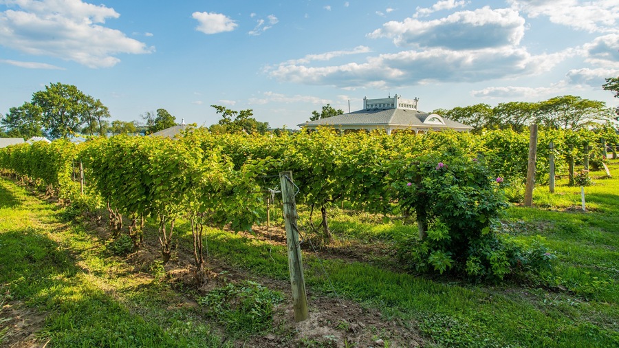 Waupoos Winery featuring farmland