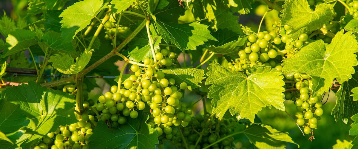 Clusters of green grapes on vine leaves.