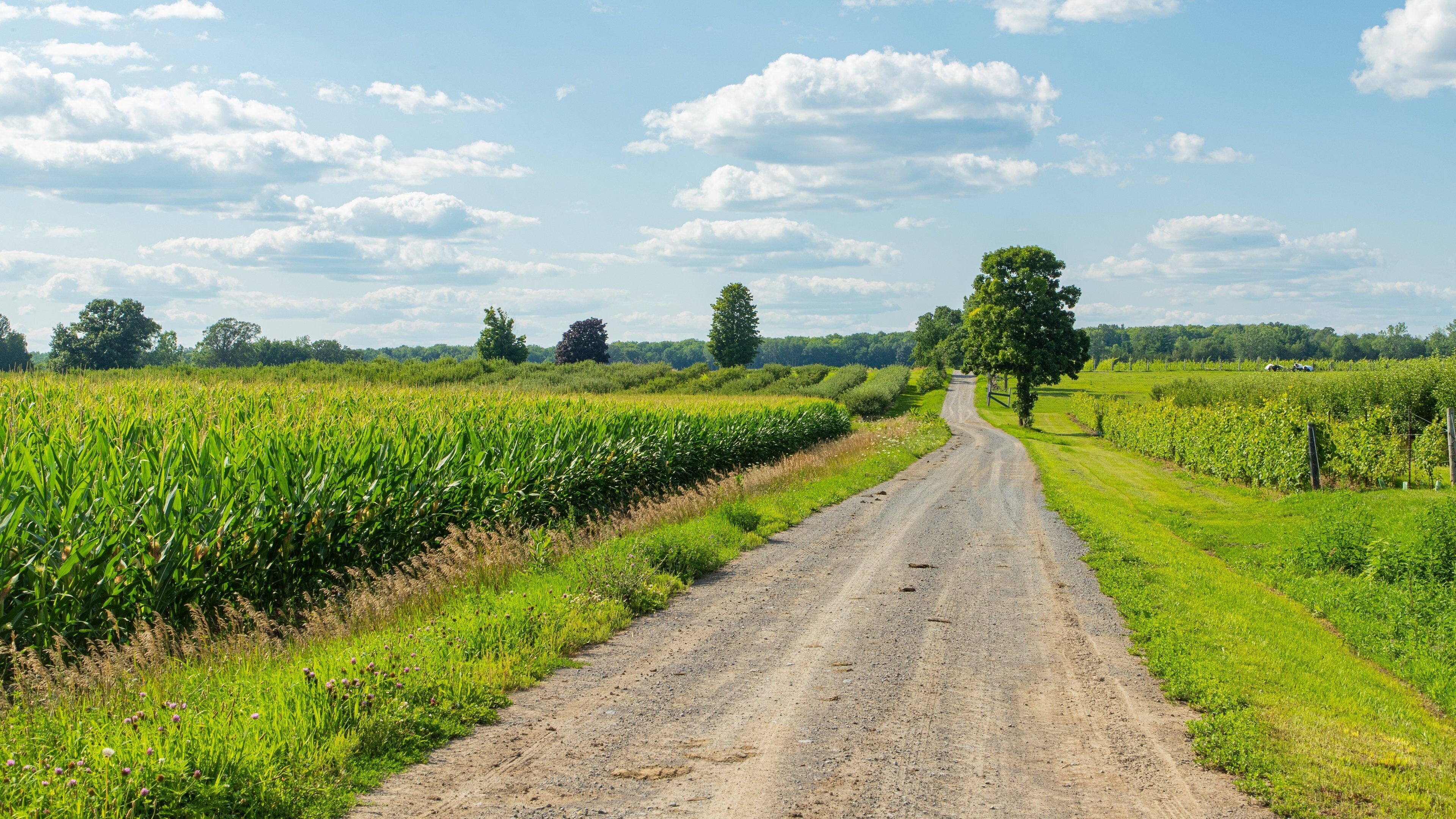 Waupoos Winery featuring tranquil scenes