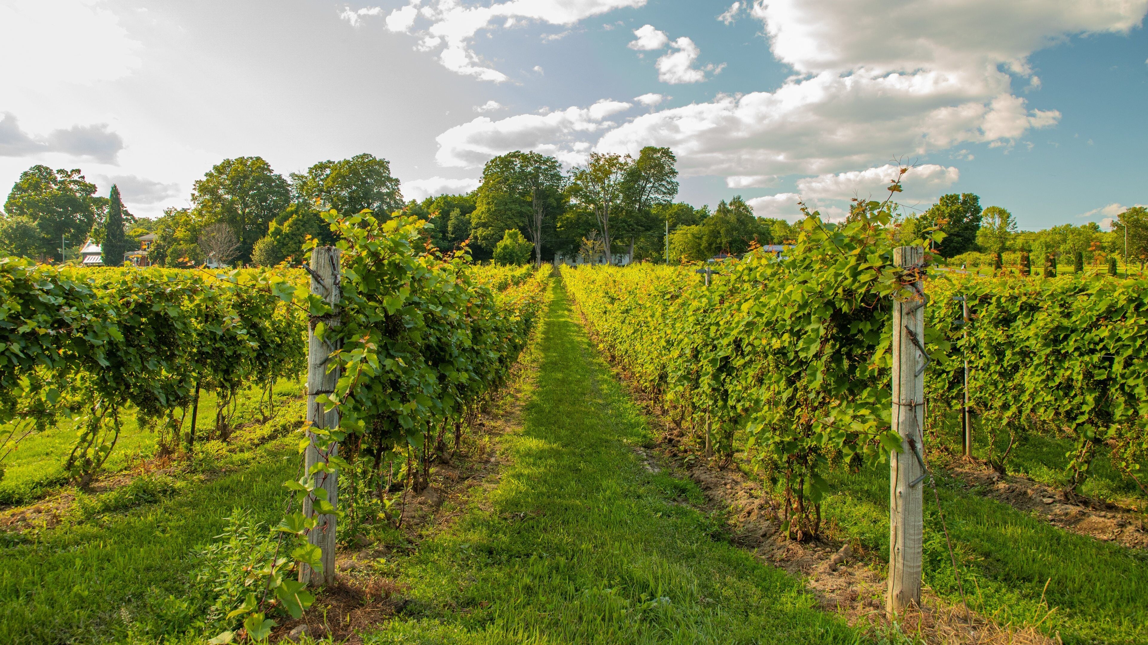 Waupoos Winery featuring a sunset and farmland
