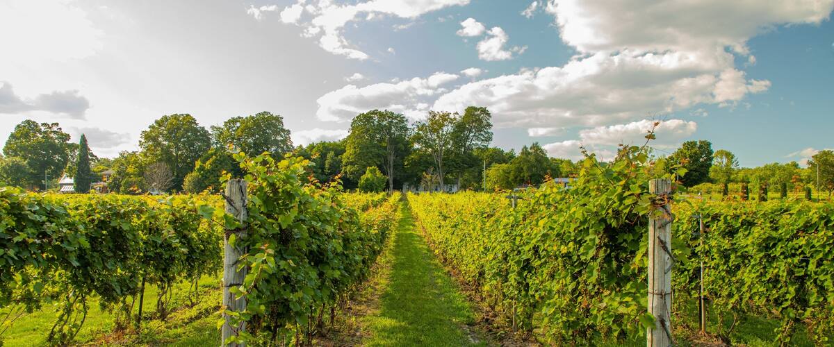 Waupoos Winery featuring a sunset and farmland