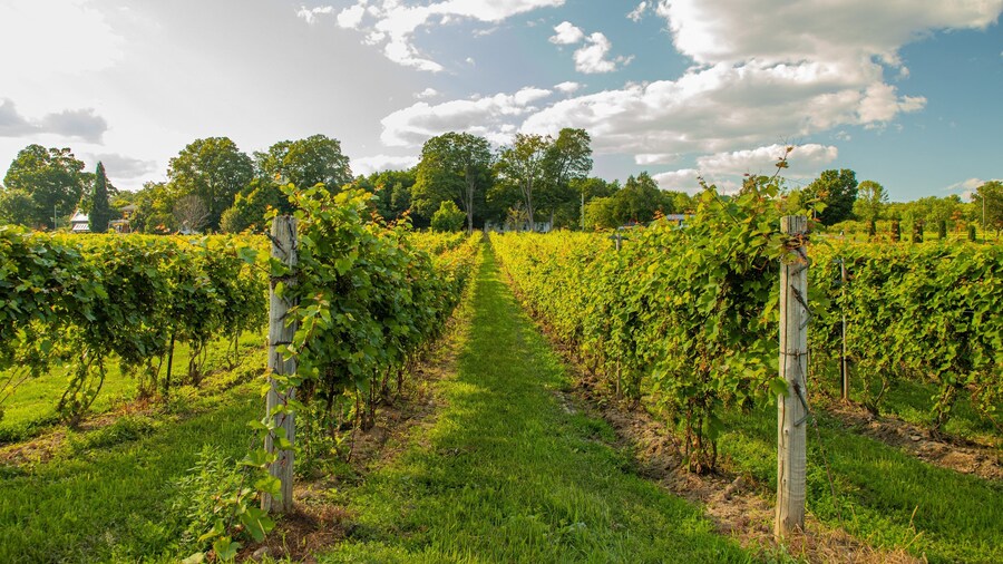 Waupoos Winery featuring a sunset and farmland