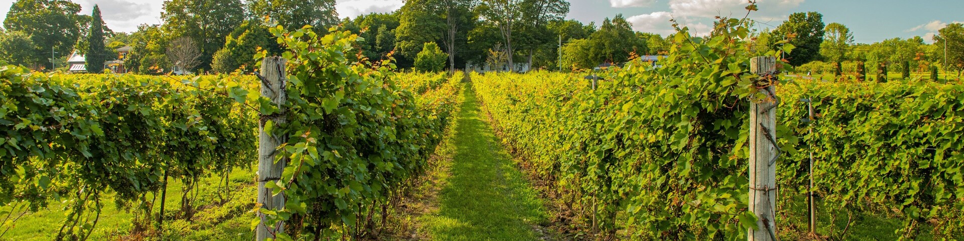 Waupoos Winery featuring a sunset and farmland