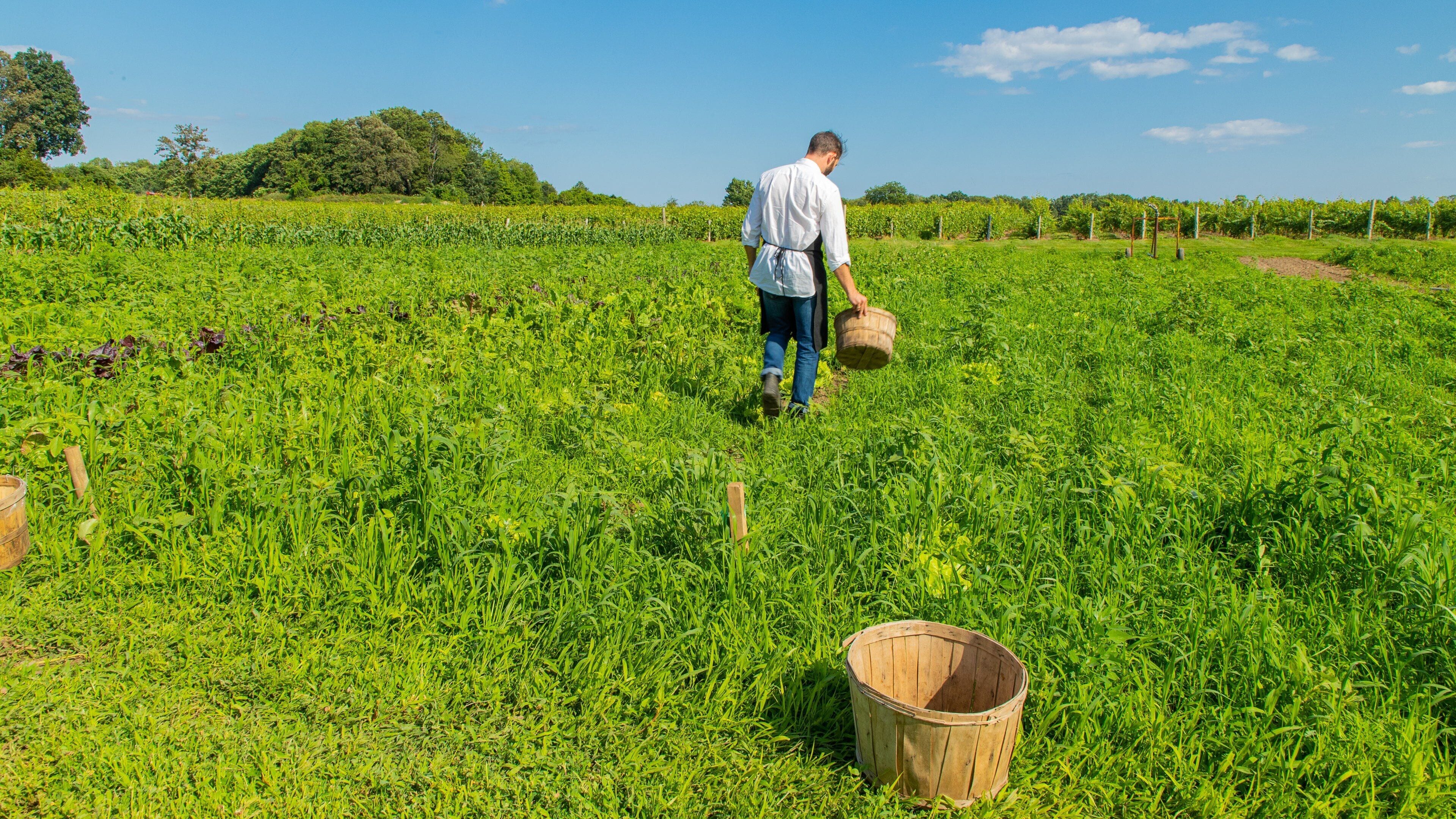 Waupoos Winery showing farmland as well as an individual male
