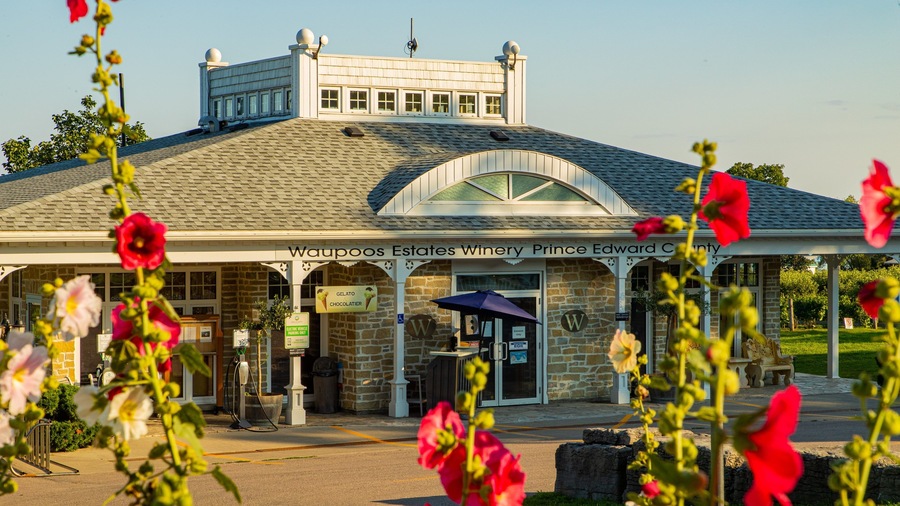 Waupoos Winery which includes wildflowers and a small town or village