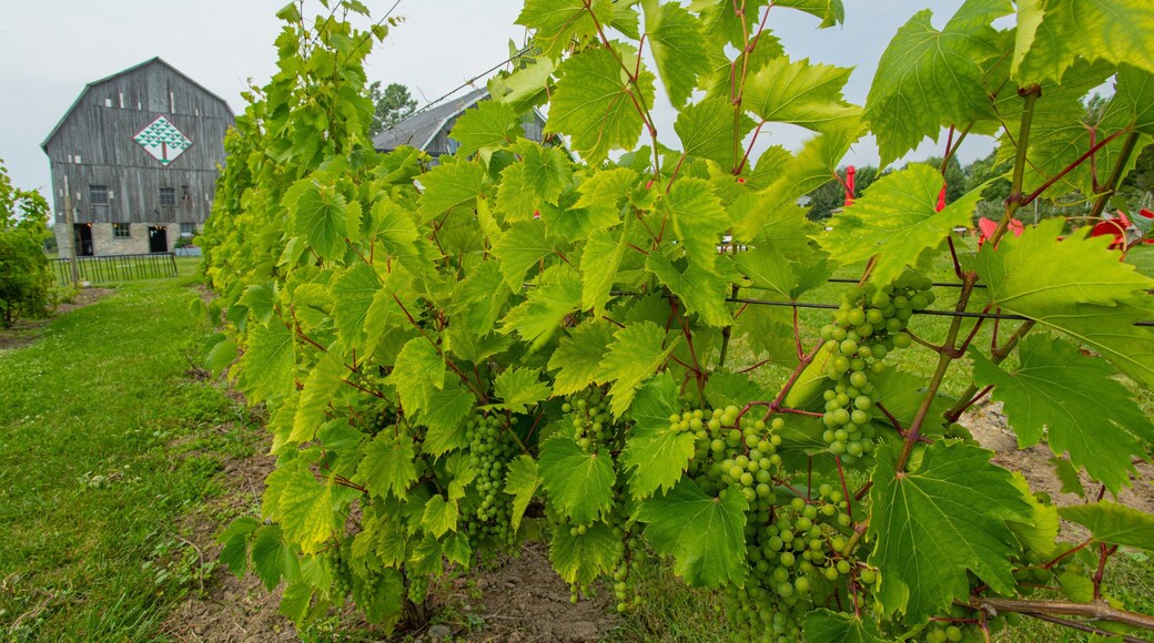 County Cider Company featuring farmland