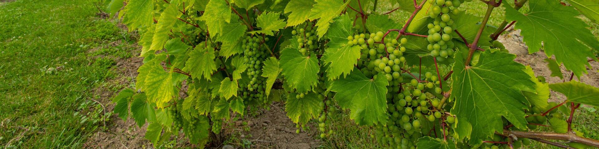 County Cider Company featuring farmland