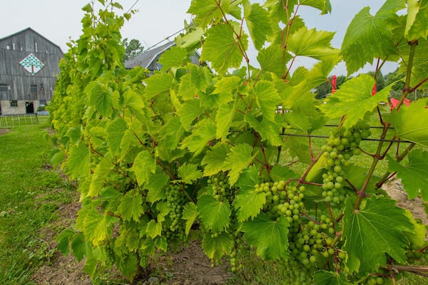 County Cider Company featuring farmland