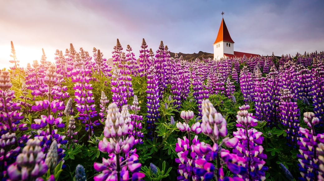 Great view of the church in evening light. Location Vik village, Iceland, Europe.