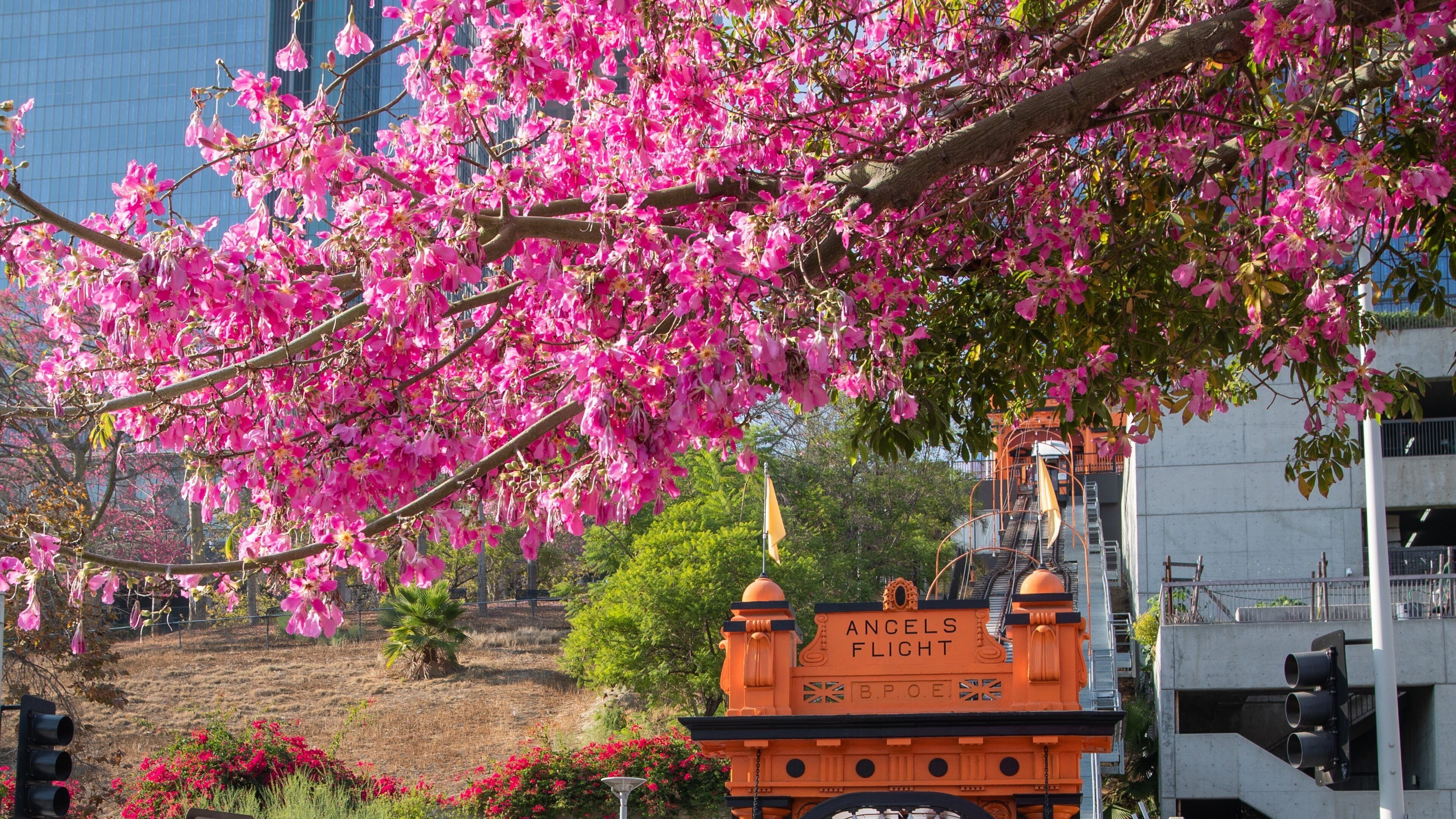 California Plaza showing wildflowers