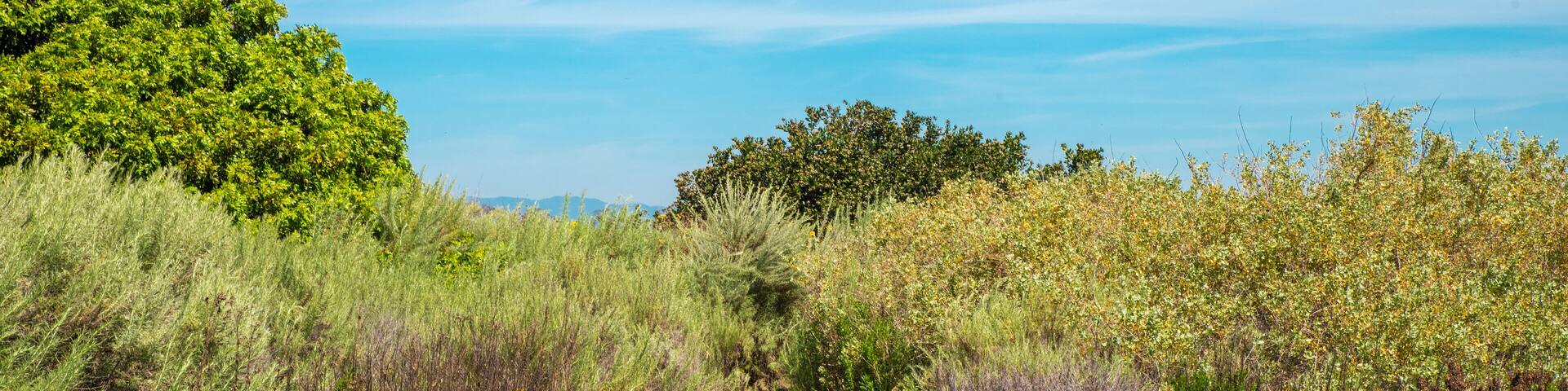 A nature trail in the Ballona Wetlands of Los Angeles California