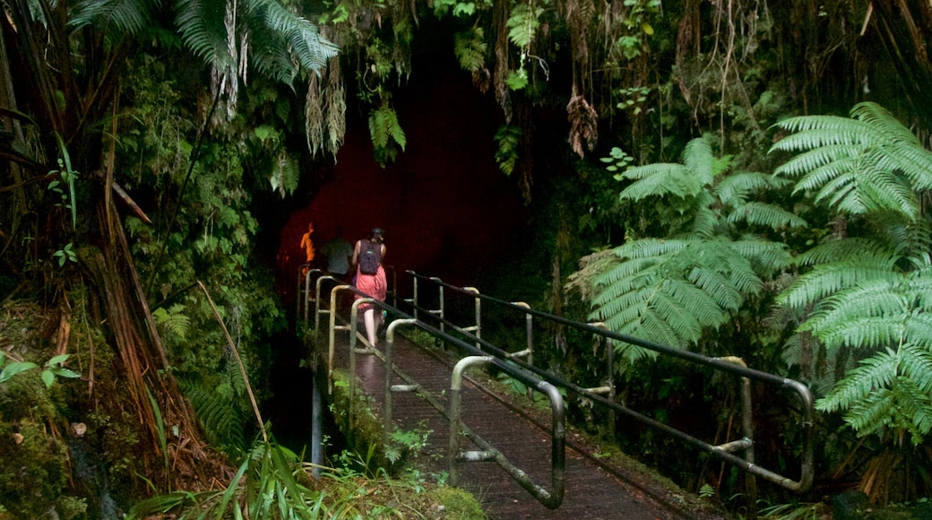 Hawaii som omfatter regnskov og en bro såvel som en lille gruppe mennesker