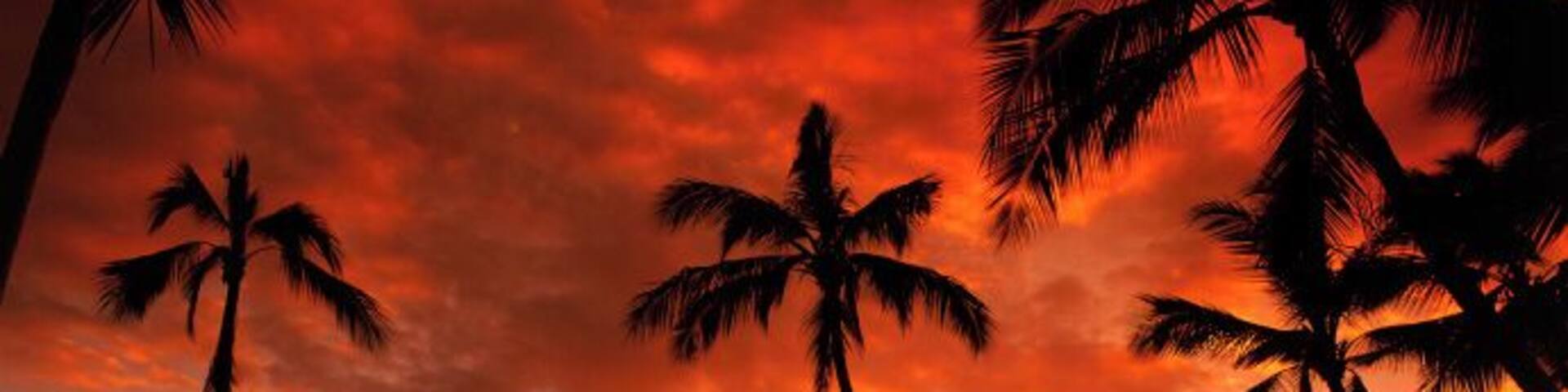 Palm trees silhouetted on Haleiwa Beach, on Oahu's north shore, sunset