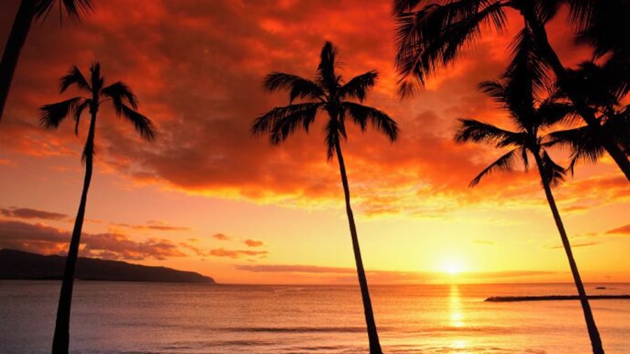 Palm trees silhouetted on Haleiwa Beach, on Oahu's north shore, sunset