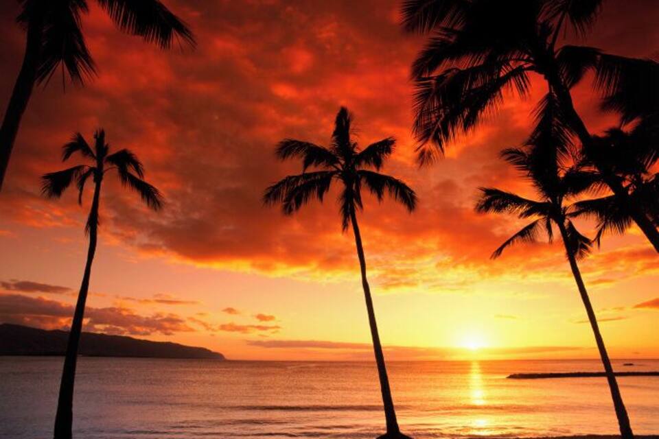 Un tramonto su una spiaggia, con palme in controluce su un cielo dai colori vivaci.