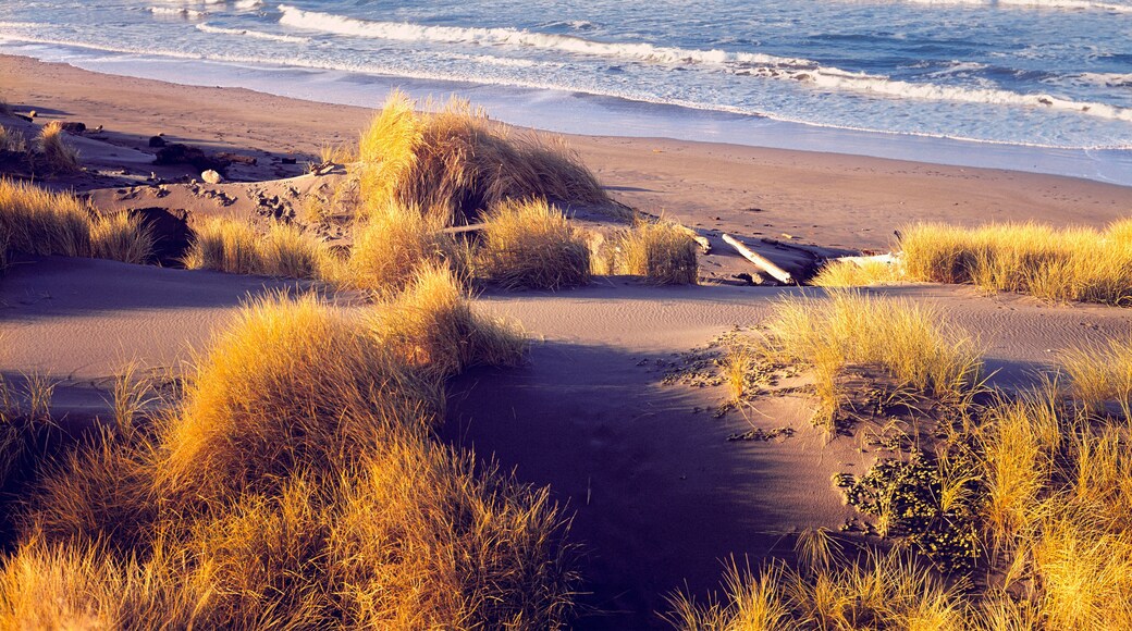 USA, Oregon, Cape Sebastian SP. Beach grasses turn gold in the autumn at Cape Sebastian State Park, Oregon.