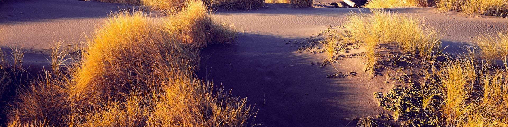 USA, Oregon, Cape Sebastian SP. Beach grasses turn gold in the autumn at Cape Sebastian State Park, Oregon.