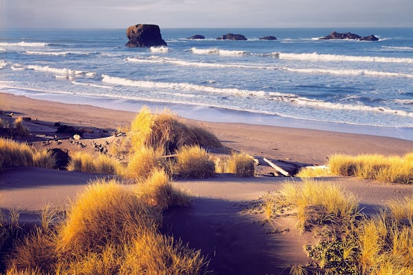 USA, Oregon, Cape Sebastian SP. Beach grasses turn gold in the autumn at Cape Sebastian State Park, Oregon.