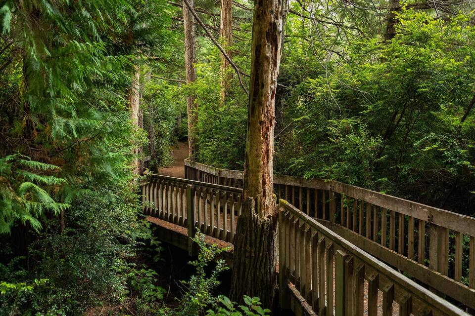 Un ponte di legno in una fitta foresta, con alberi alti e felci.