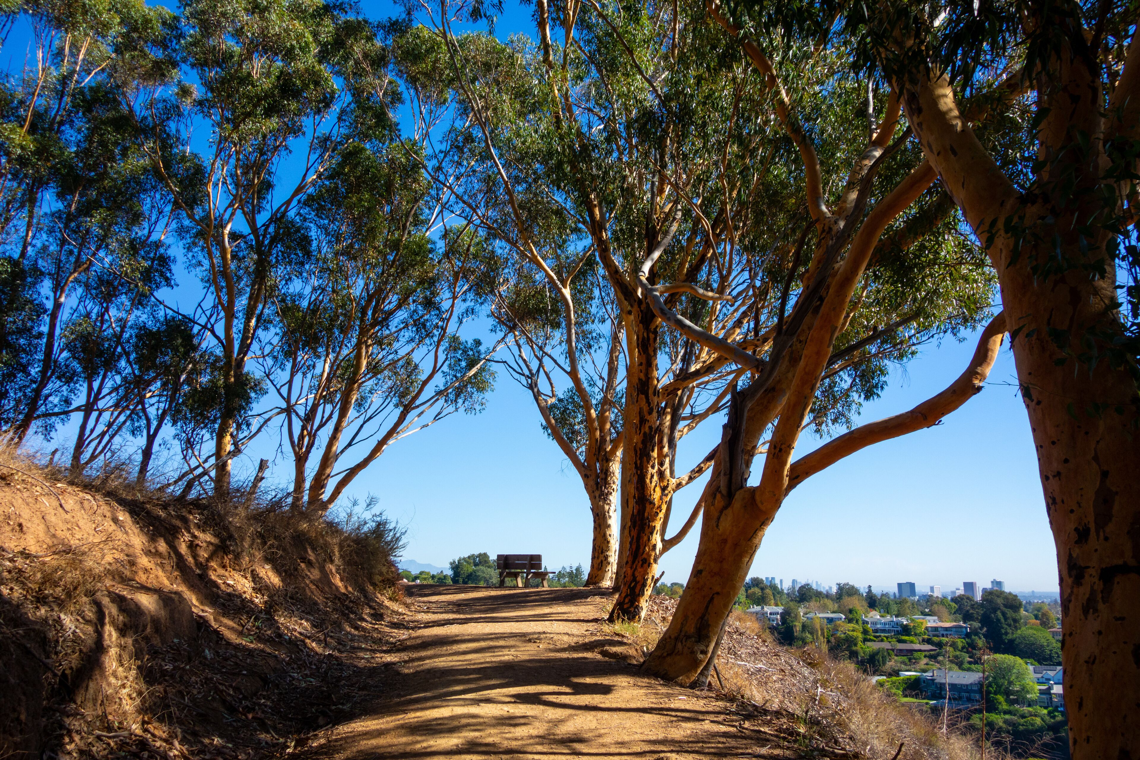 Views of the Polo fields, mountains, coastal beach views, and eucalyptus trees in Will Rogers State Historic Park in the Pacific Palisades
