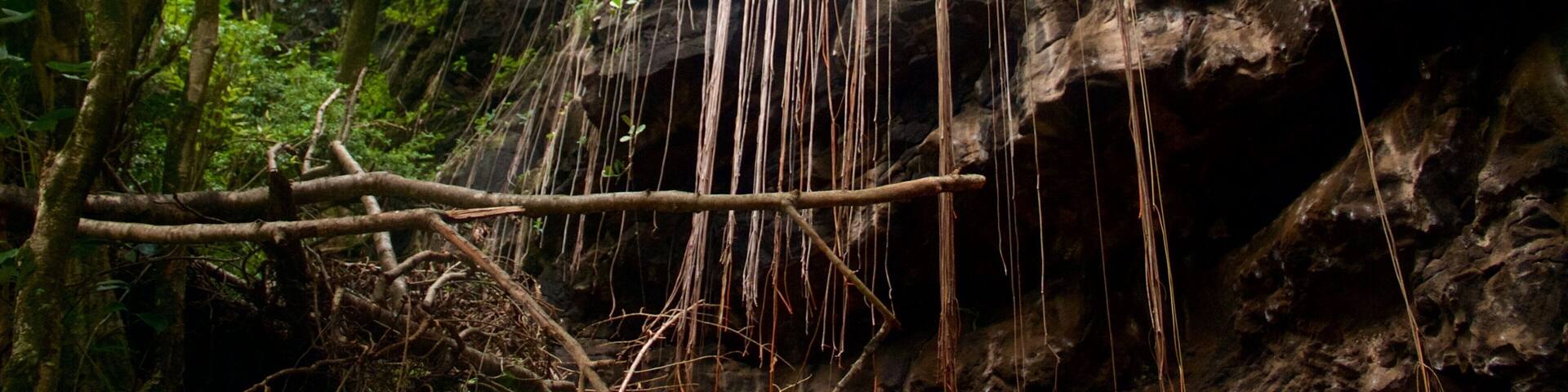 A forest with a rocky cliff and hanging roots.