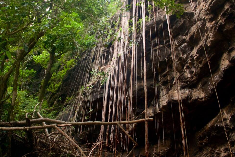 A forest with a rocky cliff and hanging roots.