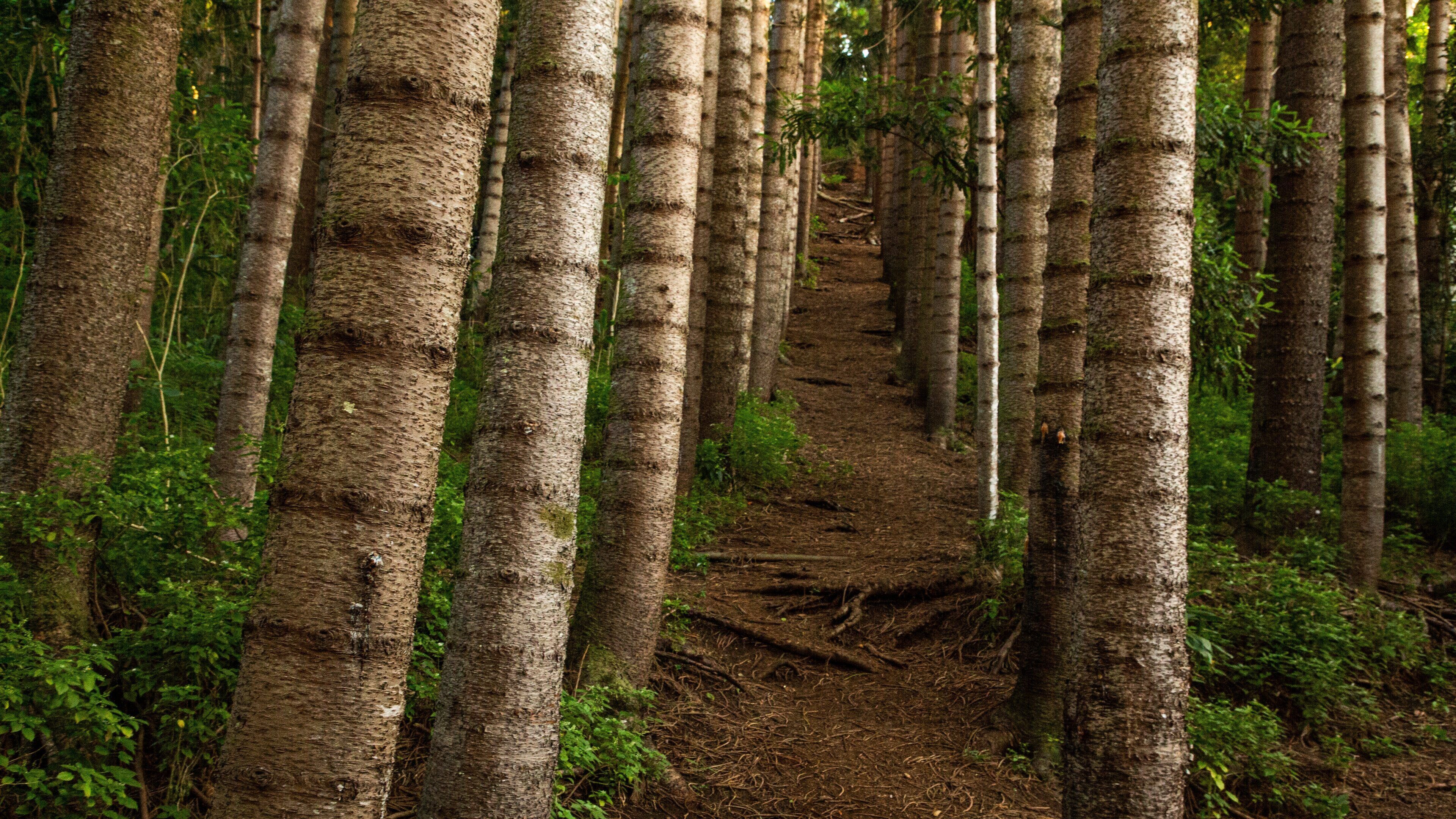 Makiki Forest Recreation Area showing a garden and forest scenes