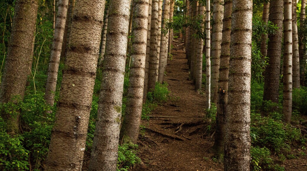 Makiki Forest Recreation Area showing a garden and forest scenes