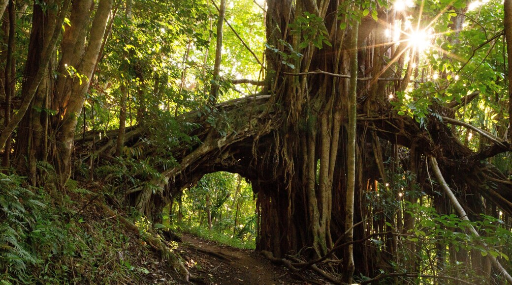 Makiki Forest Recreation Area featuring forest scenes and a sunset